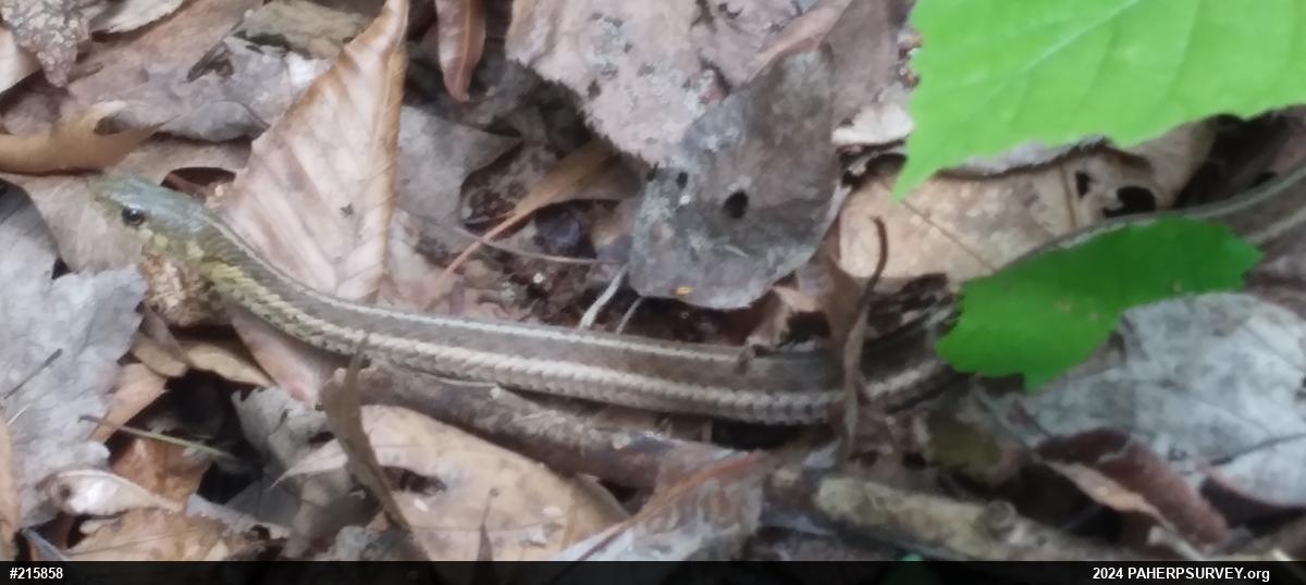 Eastern Gartersnake