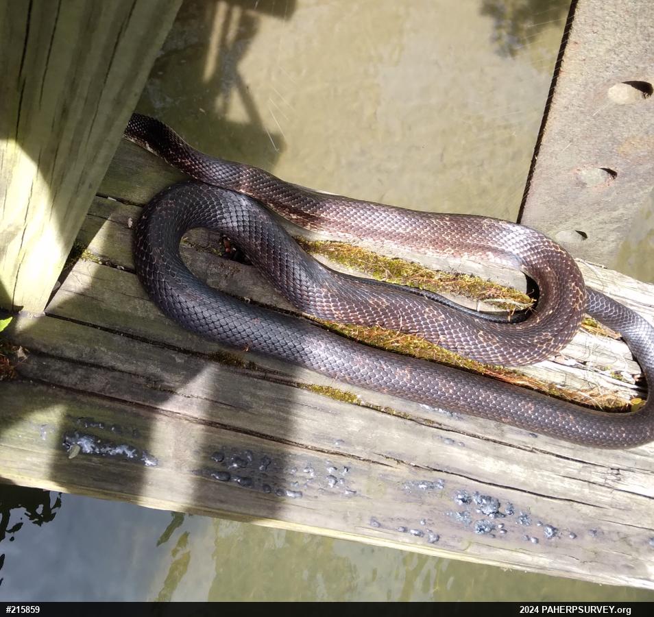 Eastern Ratsnake