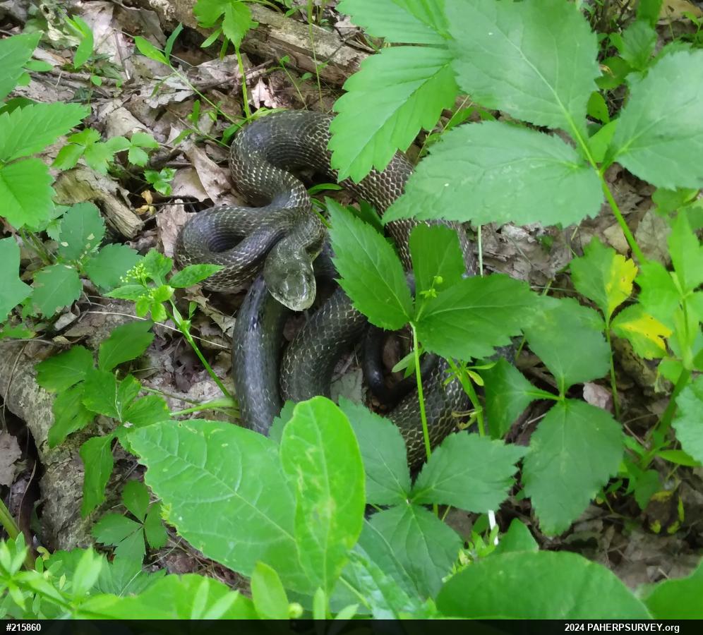 Eastern Ratsnake