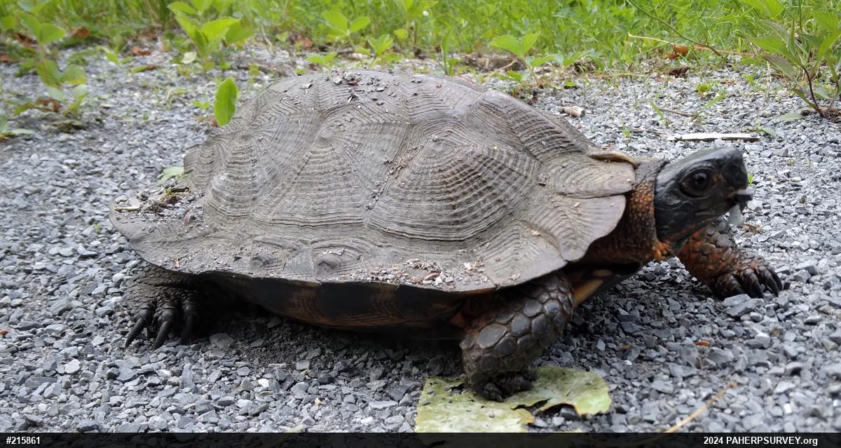 Wood Turtle