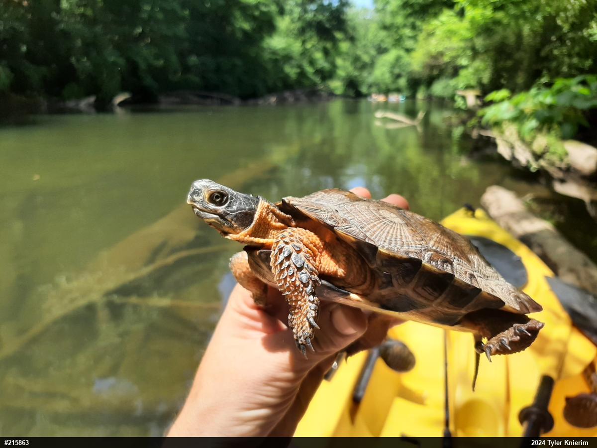 Wood Turtle