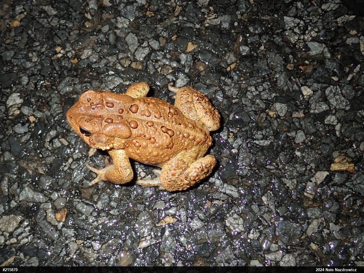 Eastern American Toad