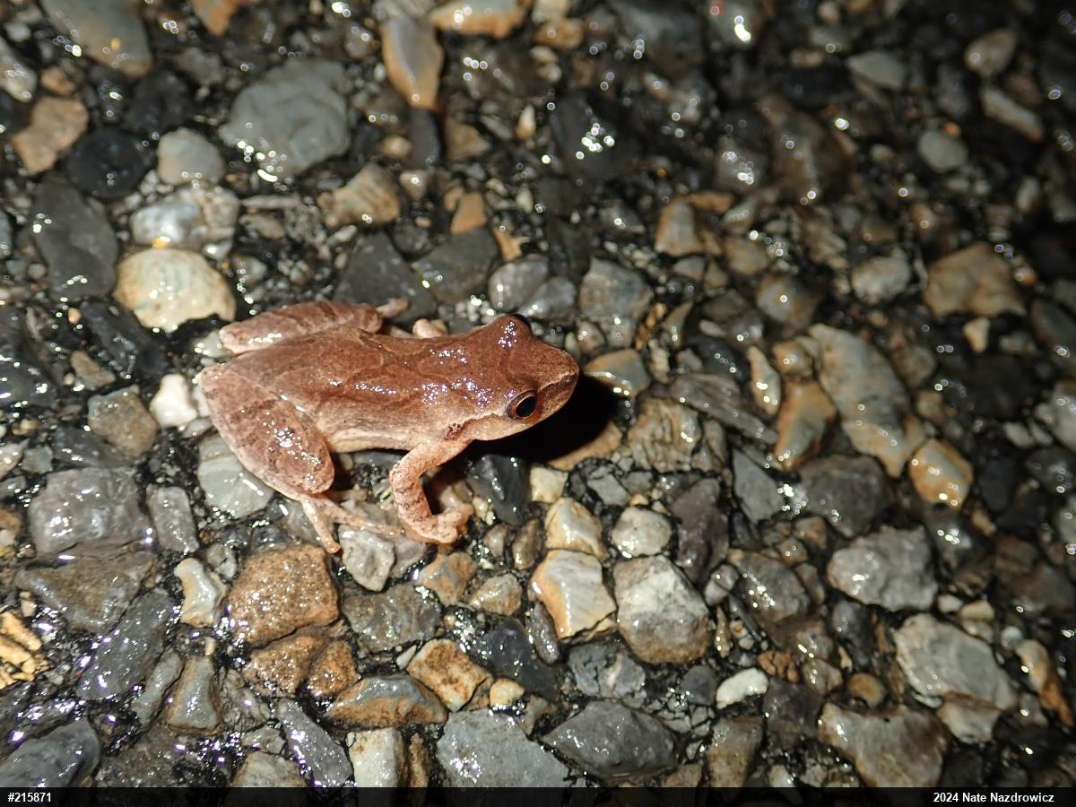 Spring Peeper