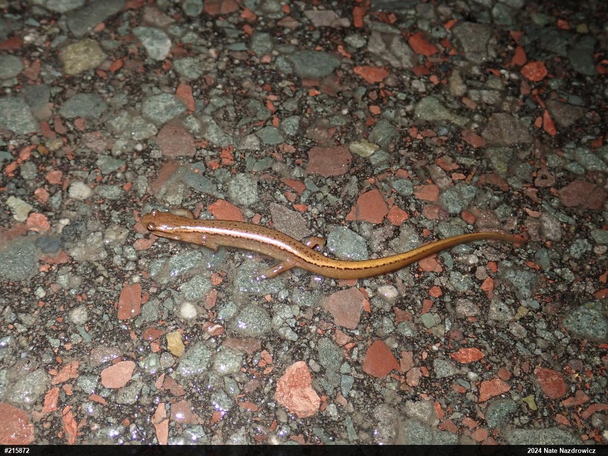 Northern Two-lined Salamander