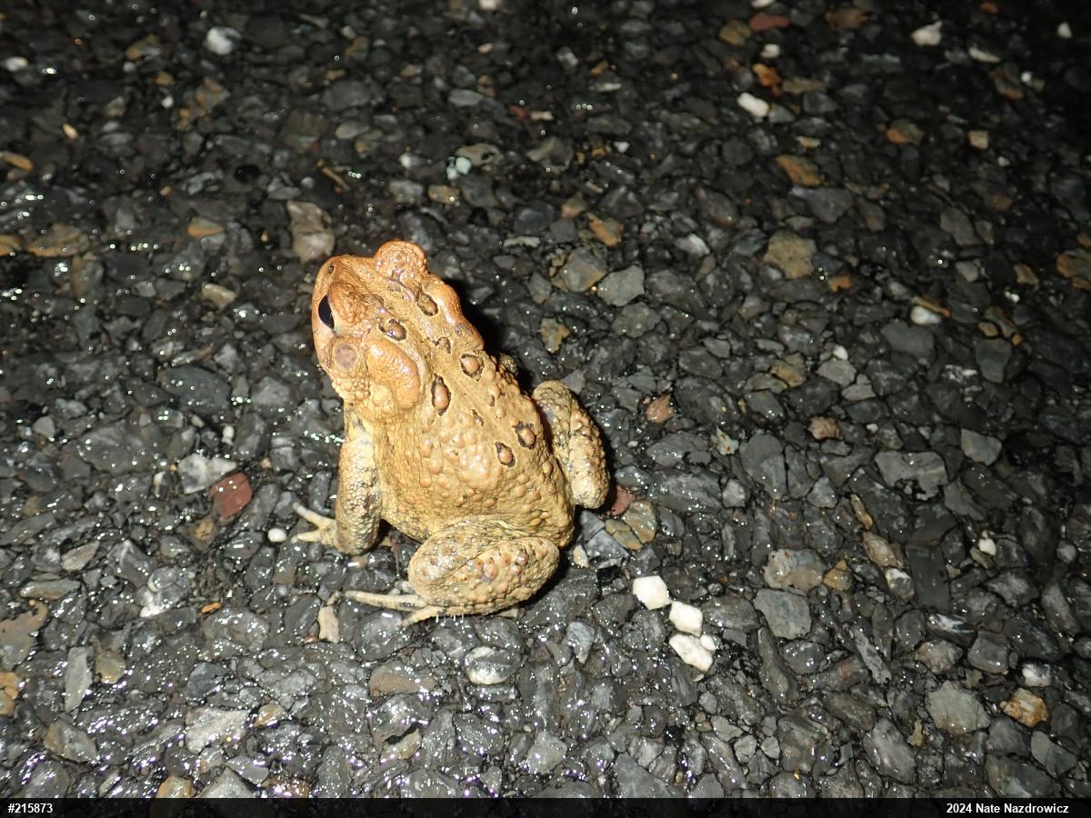 Eastern American Toad