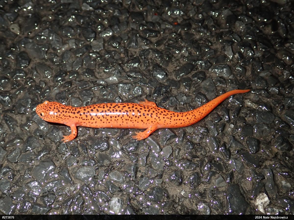 Northern Red Salamander