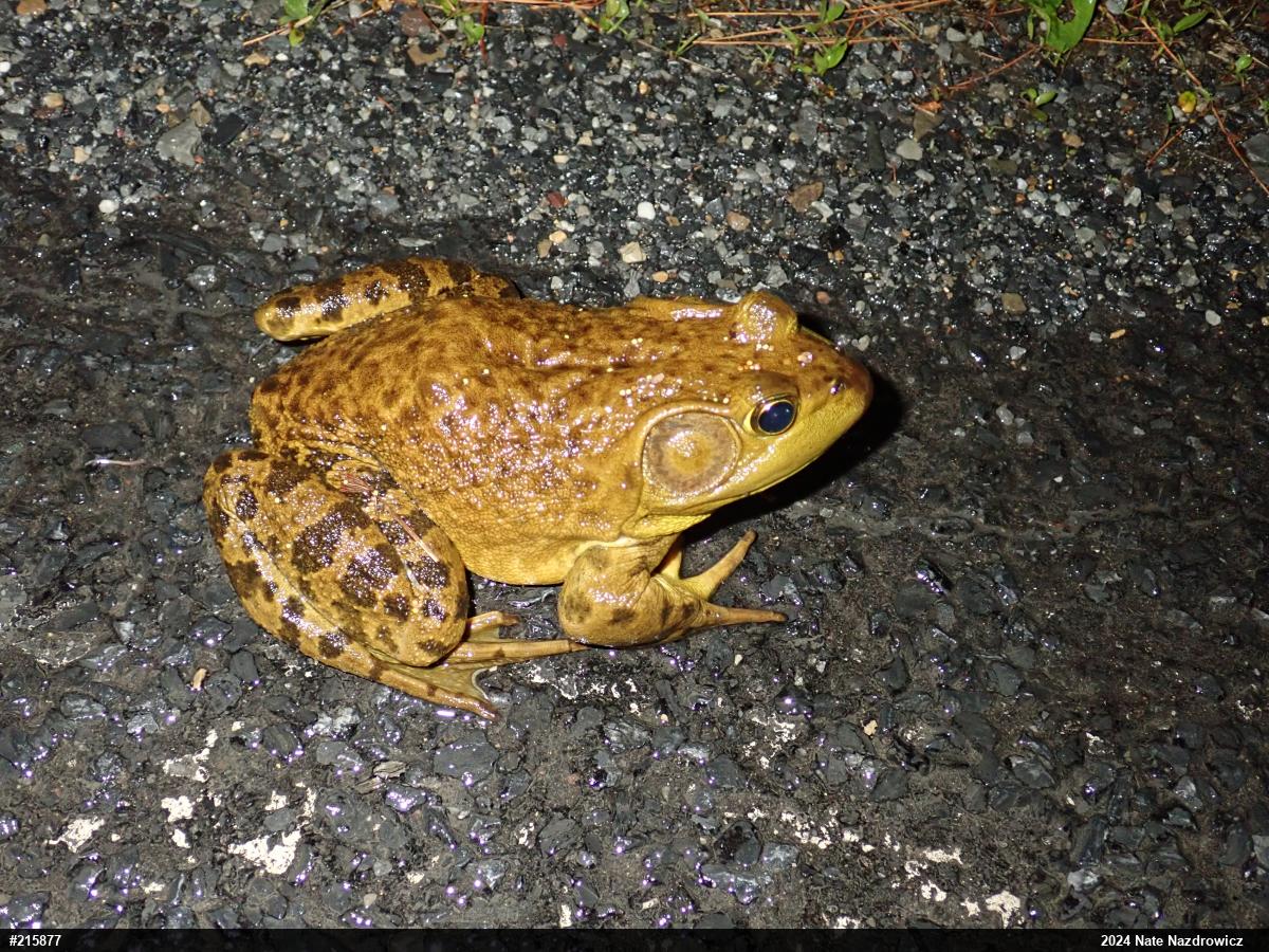 American Bullfrog