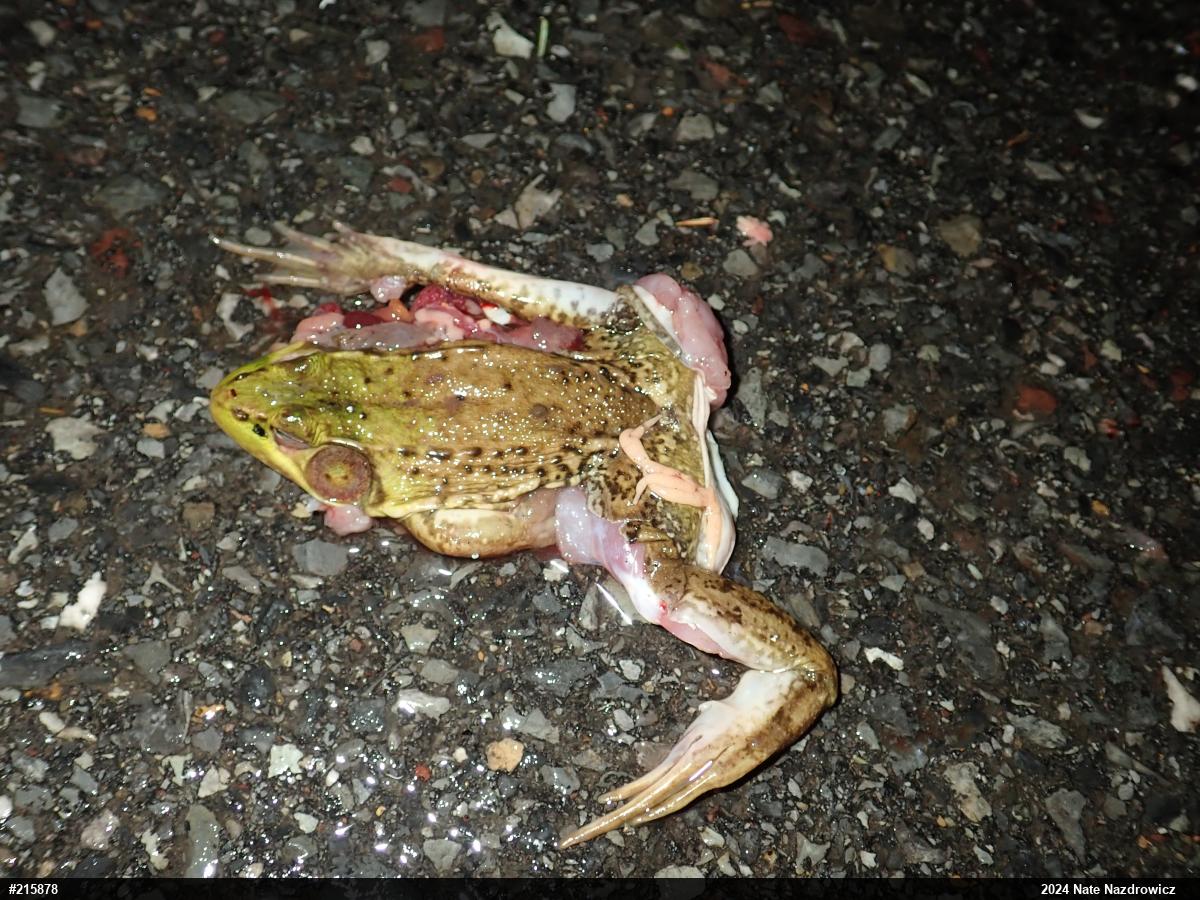 Green Frog