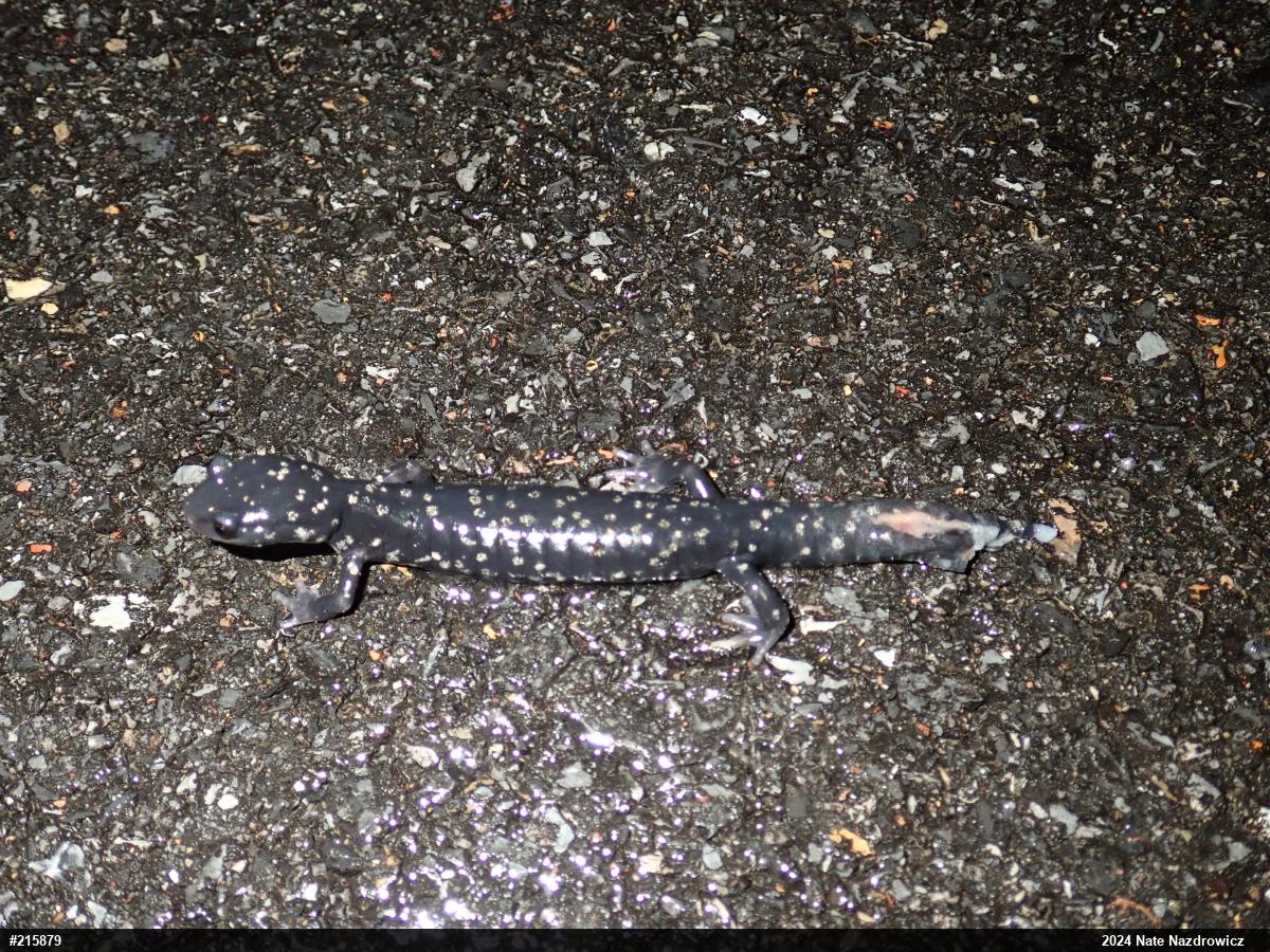 Northern Slimy Salamander