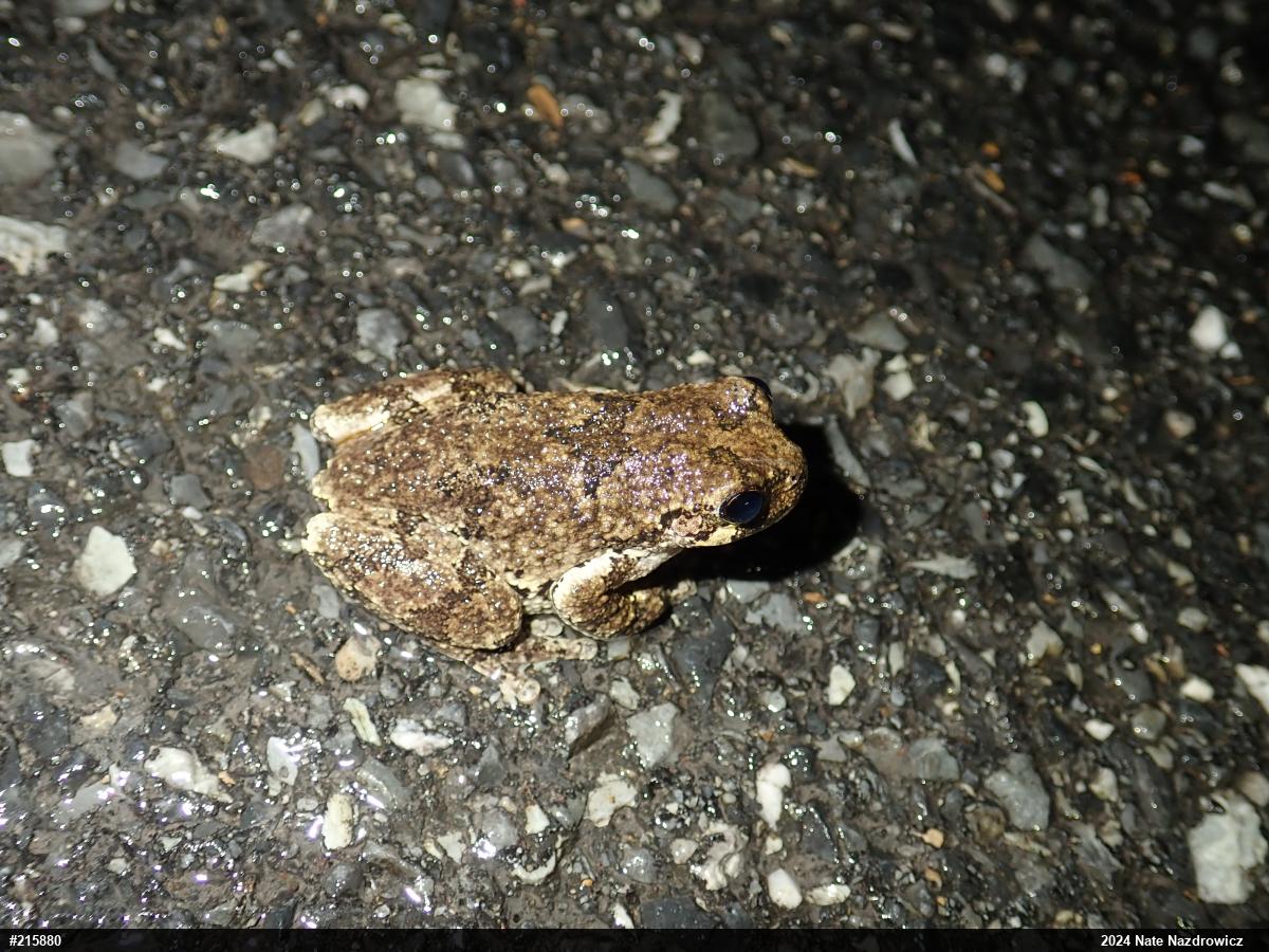 Unknown Gray Treefrog