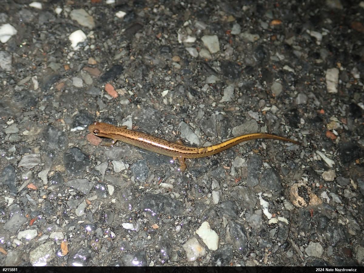 Northern Two-lined Salamander