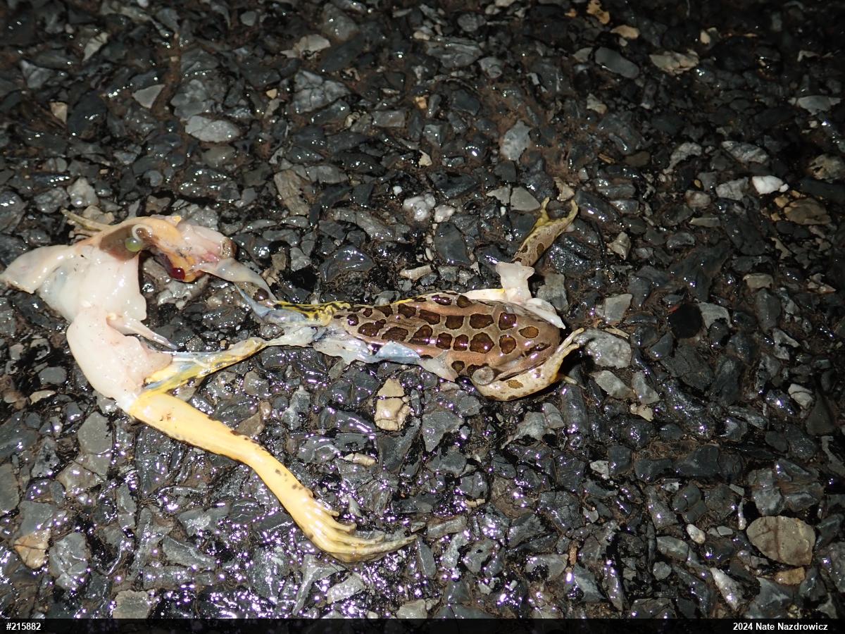 Pickerel Frog