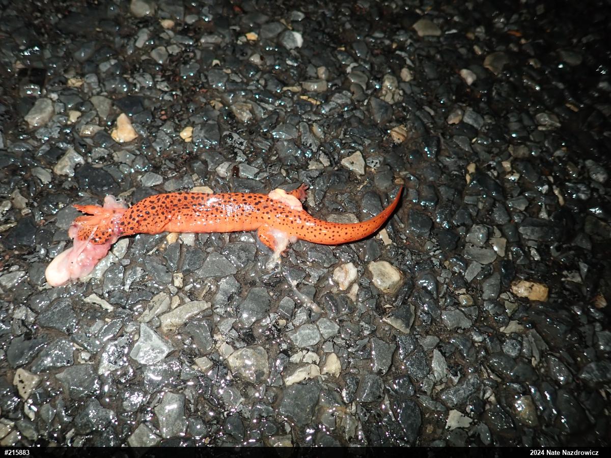 Northern Red Salamander