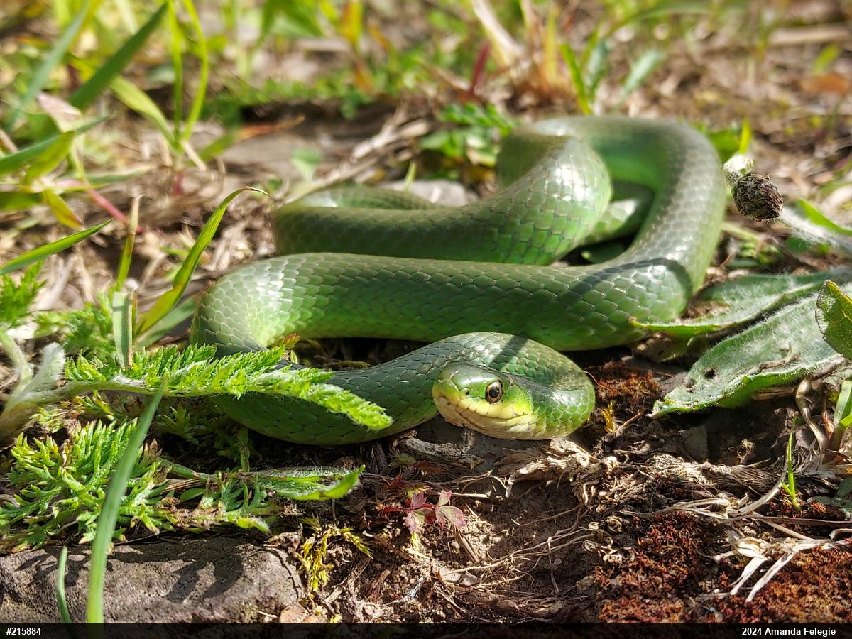 Smooth Greensnake