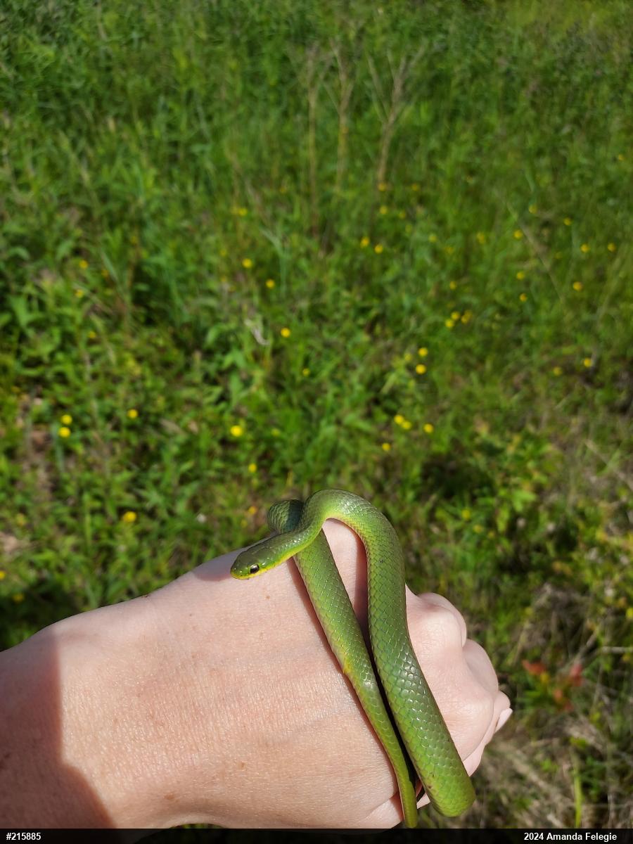 Smooth Greensnake