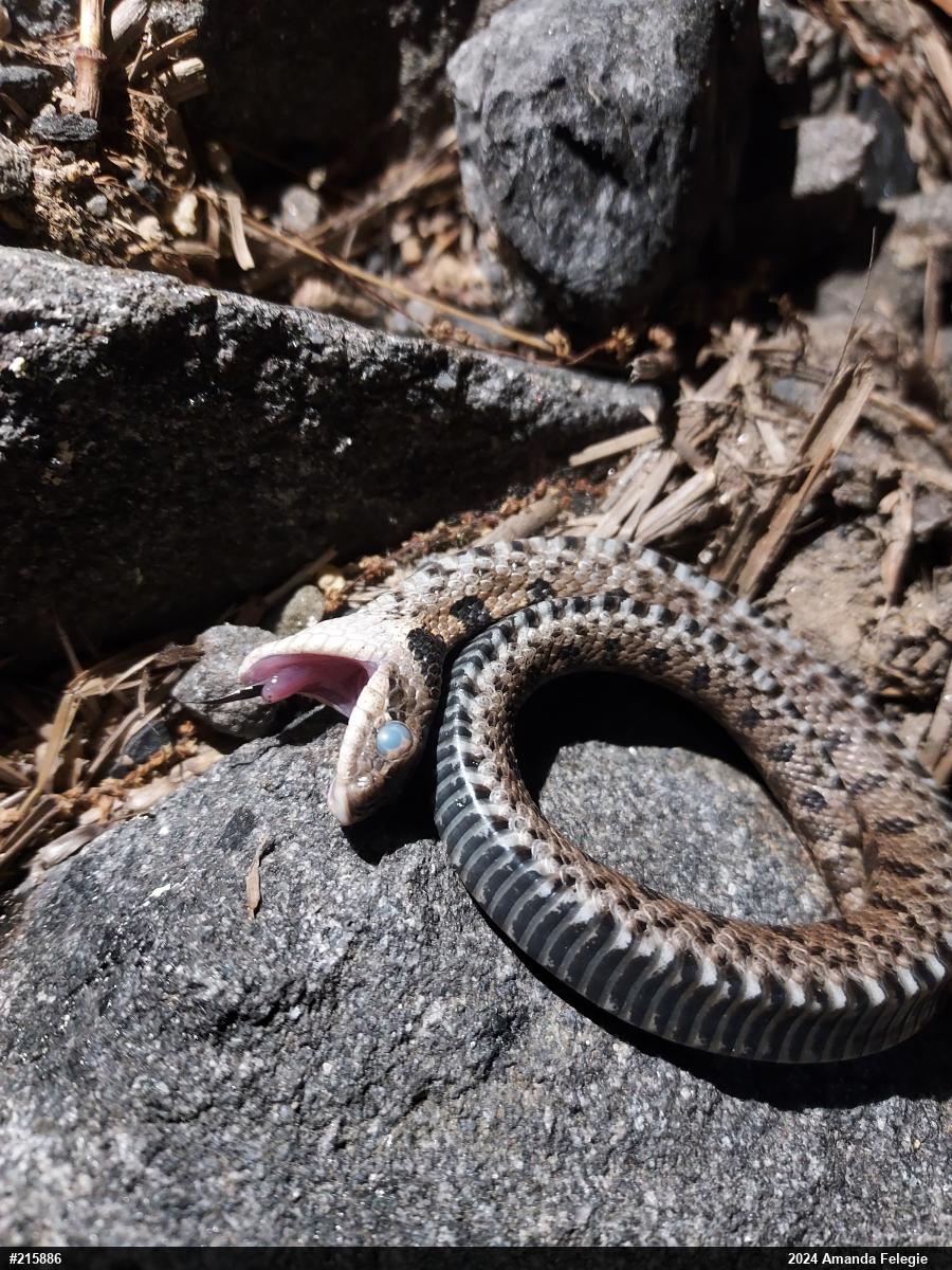 Eastern Hog-nosed Snake