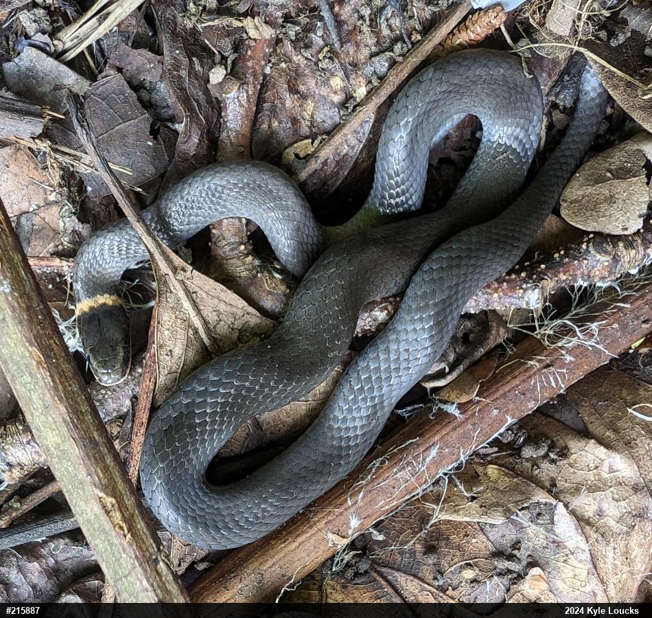 Northern Ring-necked Snake