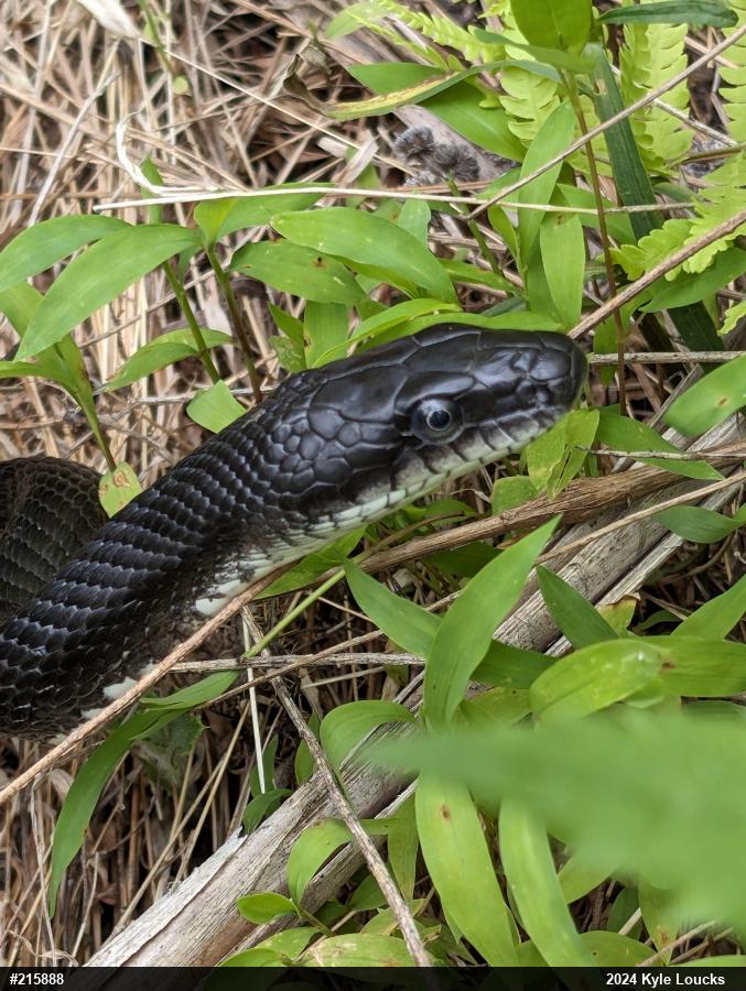 Eastern Ratsnake