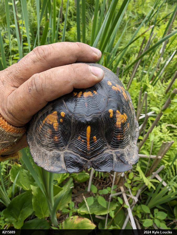 Eastern Box Turtle