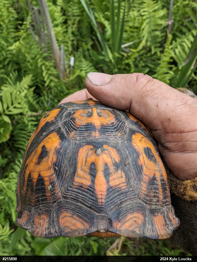 Eastern Box Turtle