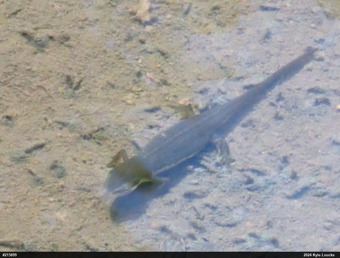 Red-spotted Newt