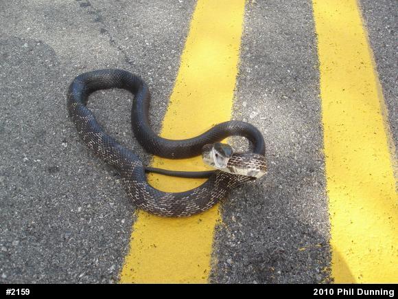 Eastern Ratsnake
