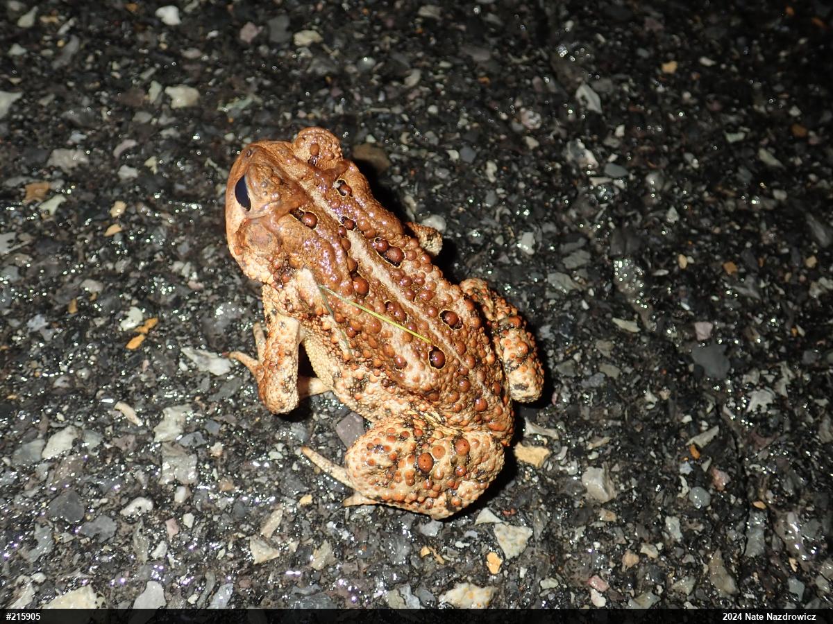 Eastern American Toad