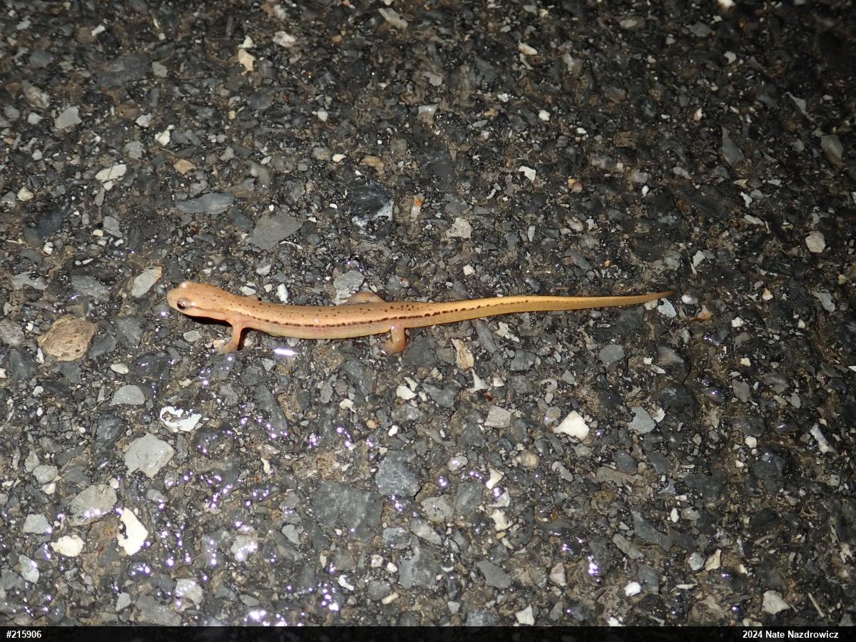 Northern Two-lined Salamander