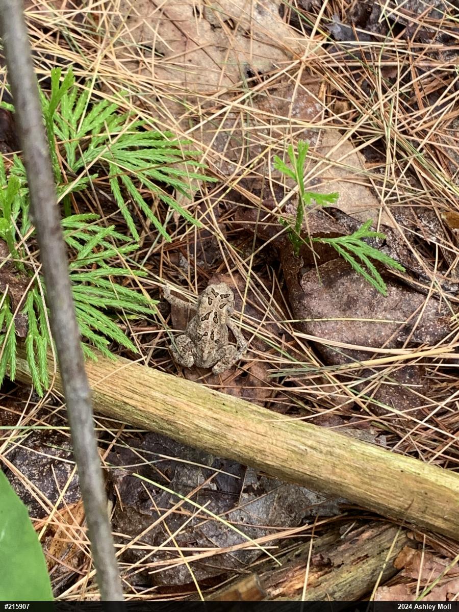 Eastern American Toad