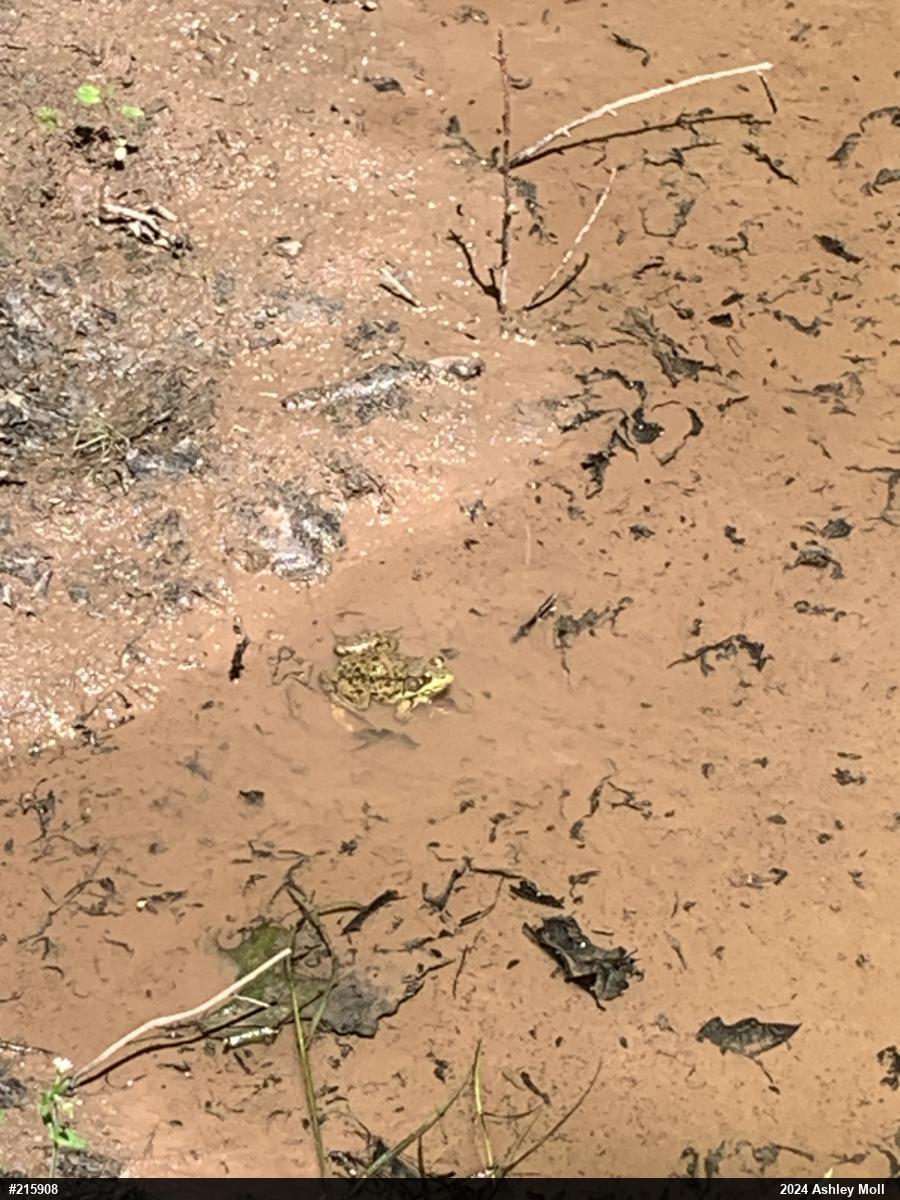 Green Frog