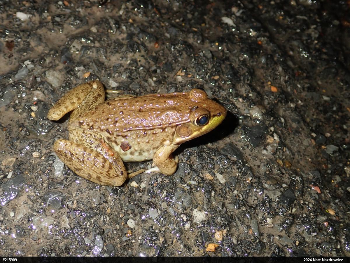 Green Frog