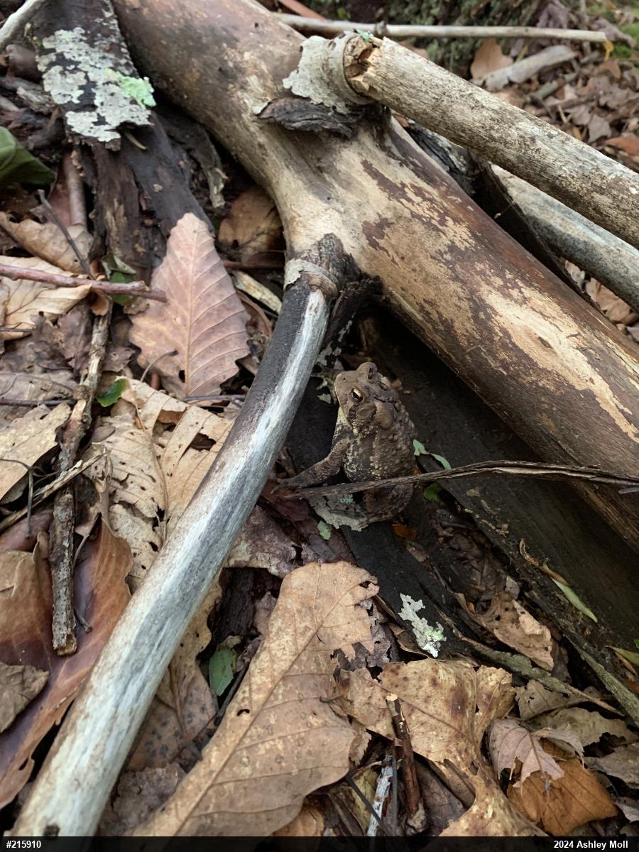 Eastern American Toad