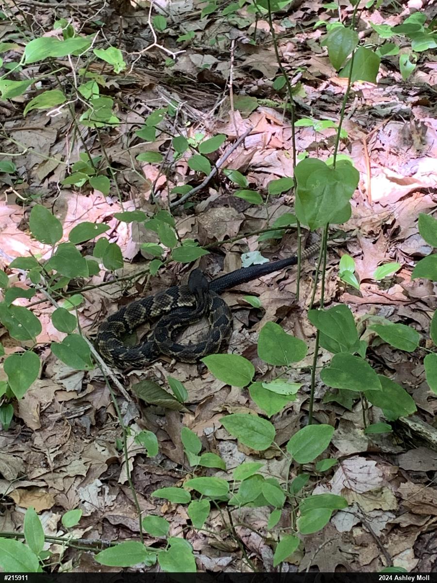 Timber Rattlesnake