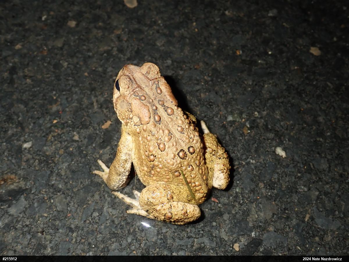Eastern American Toad
