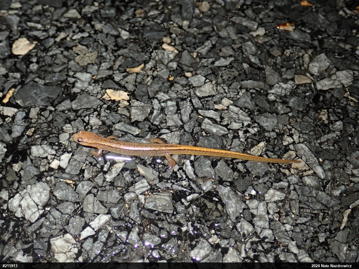 Northern Two-lined Salamander