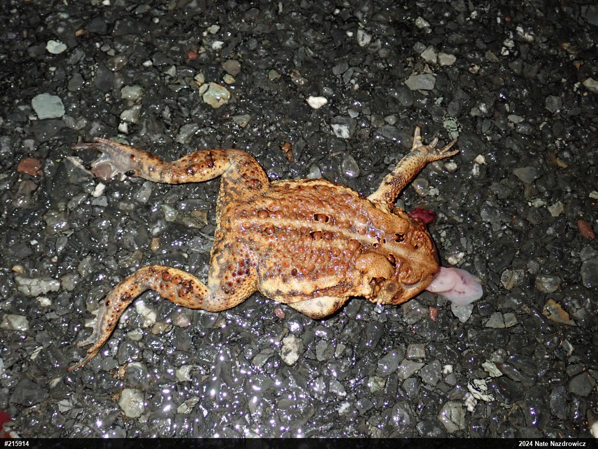 Eastern American Toad