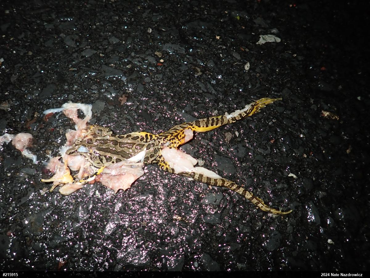 Pickerel Frog
