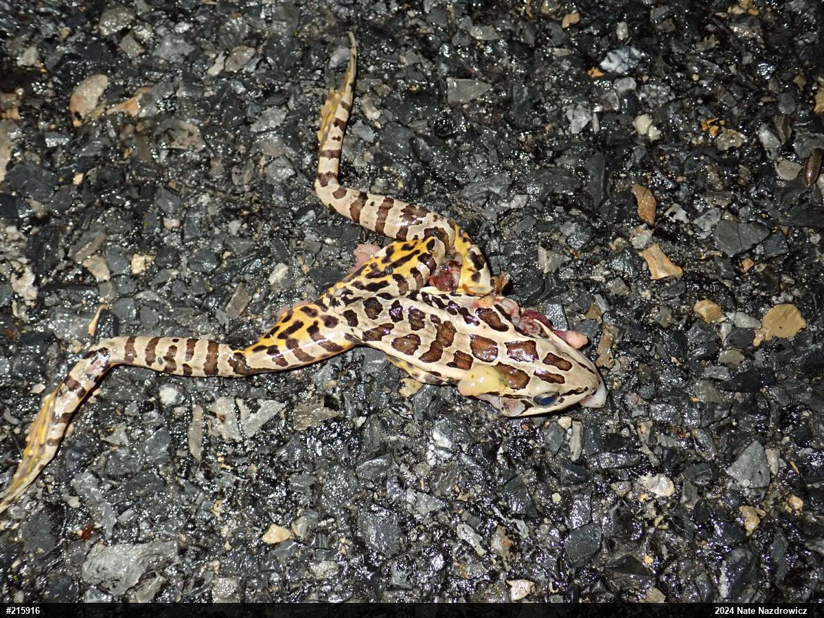 Pickerel Frog