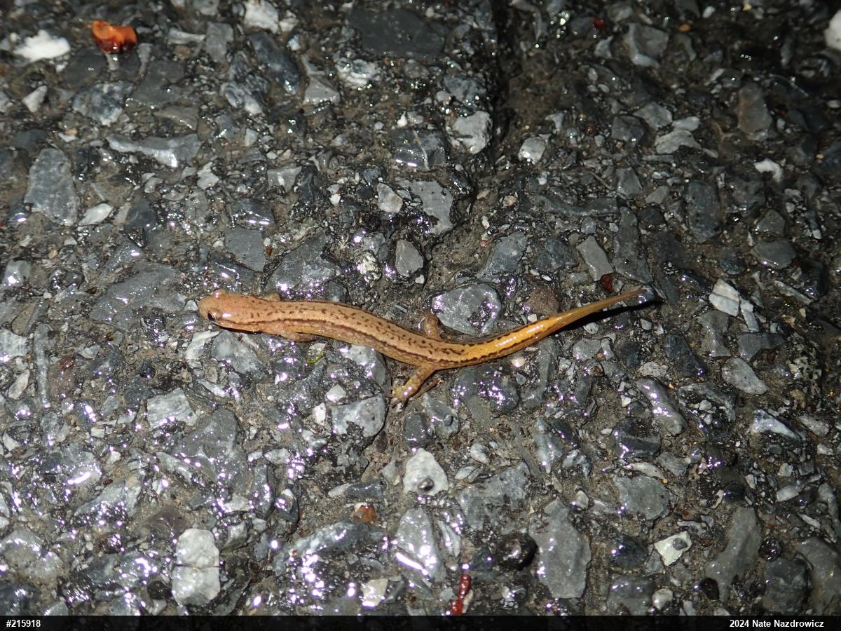 Northern Two-lined Salamander