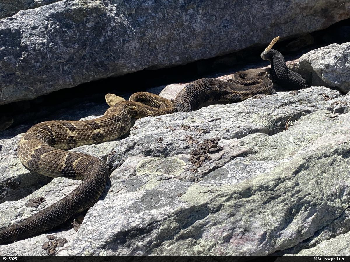 Timber Rattlesnake