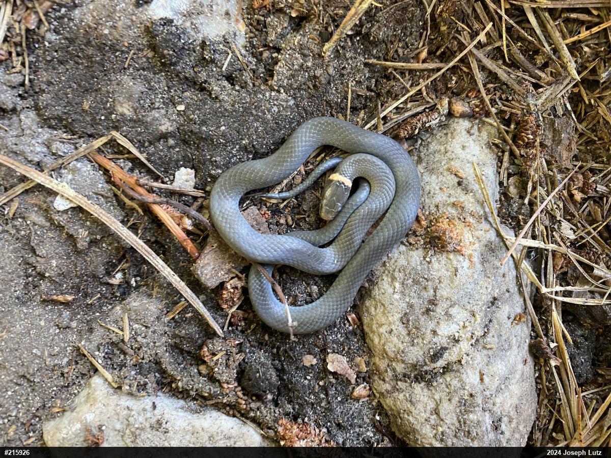 Northern Ring-necked Snake