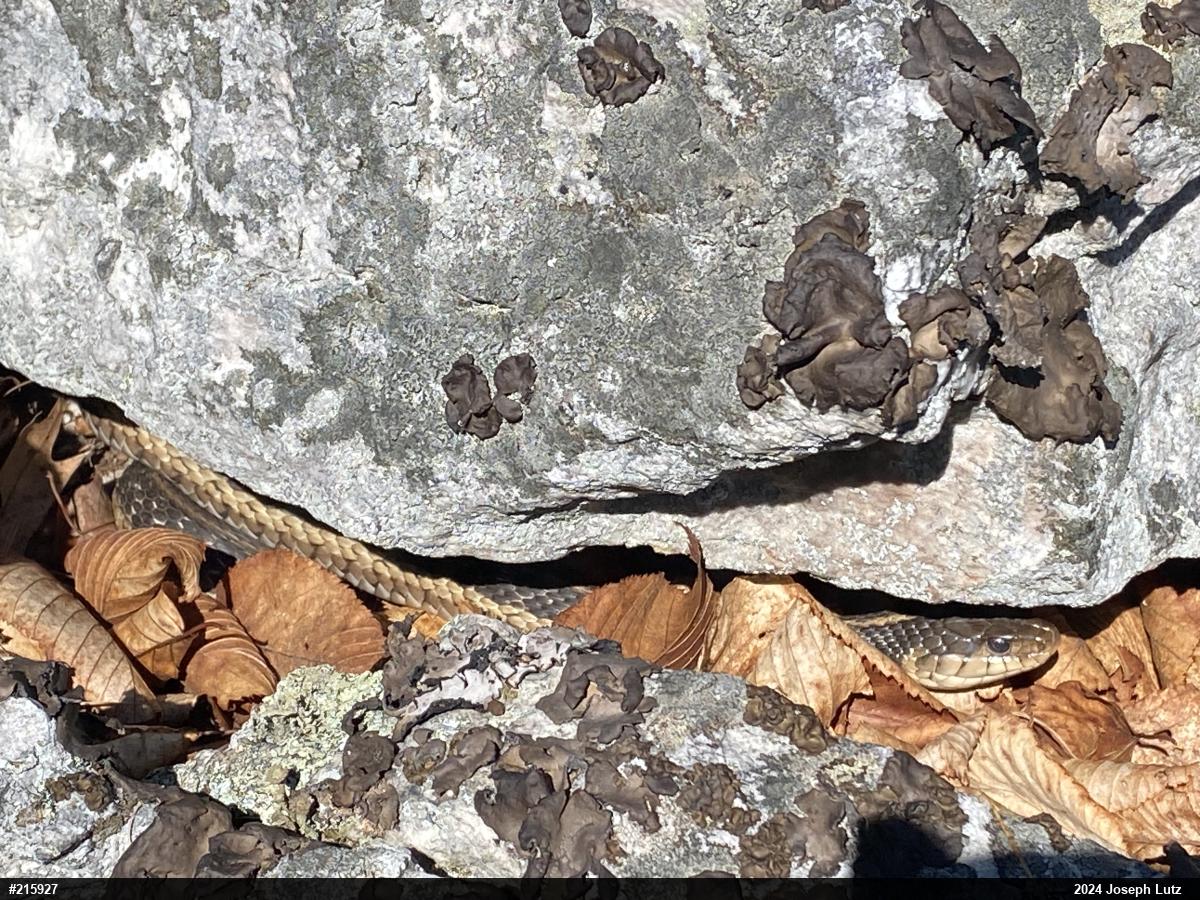 Eastern Gartersnake