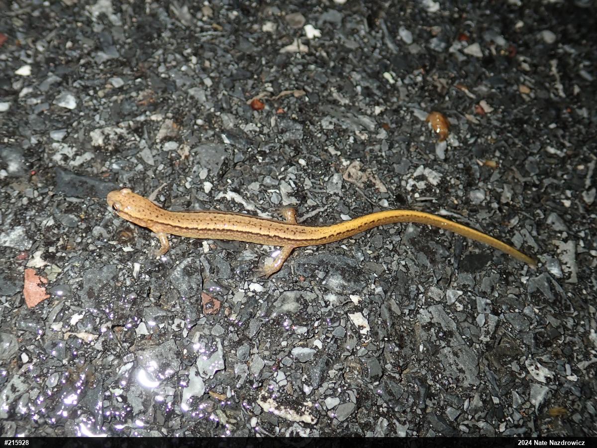 Northern Two-lined Salamander