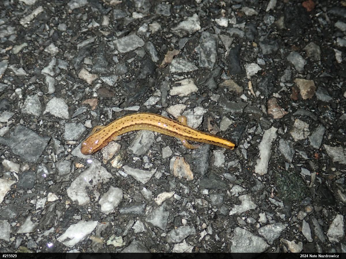 Northern Two-lined Salamander