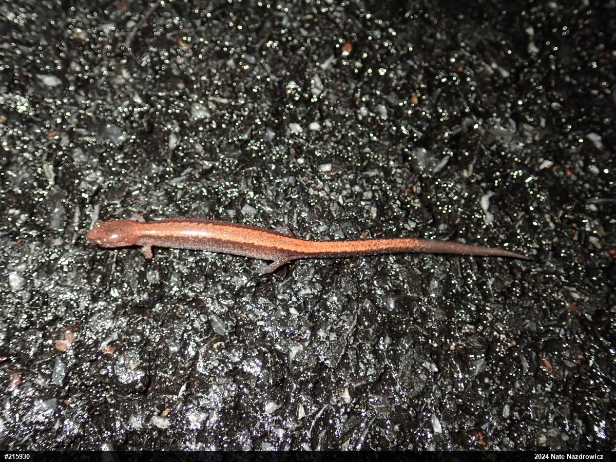 Eastern Red-backed  Salamander