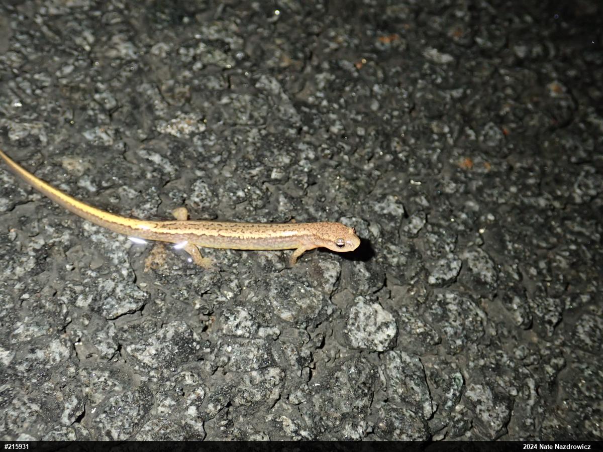 Northern Two-lined Salamander