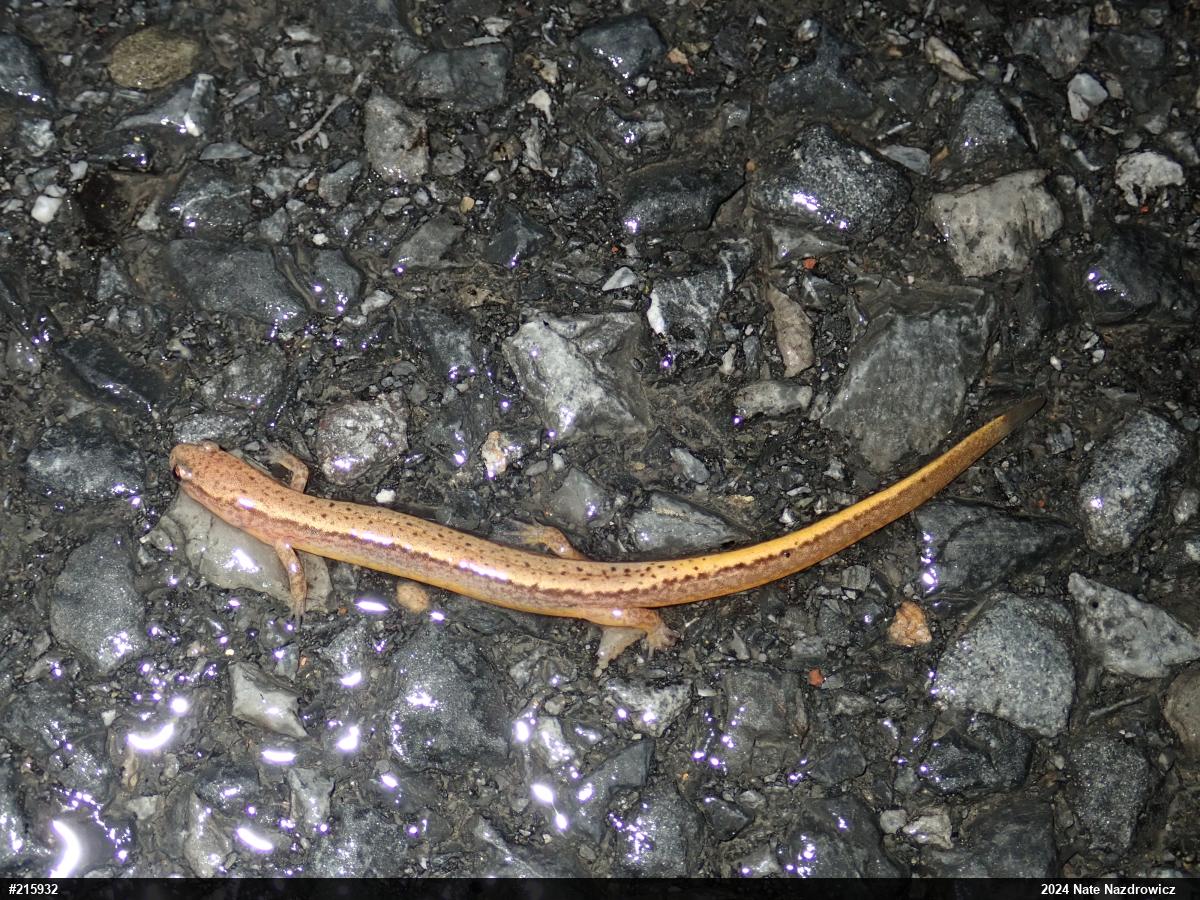 Northern Two-lined Salamander