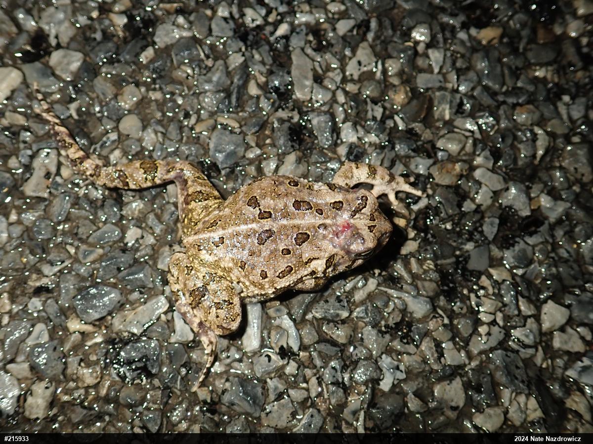 Fowler's Toad