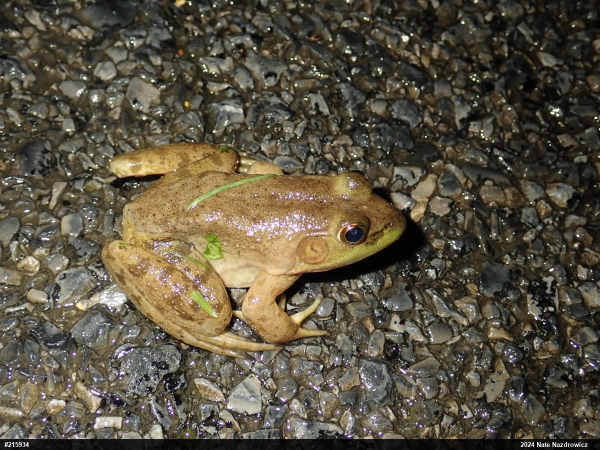 American Bullfrog