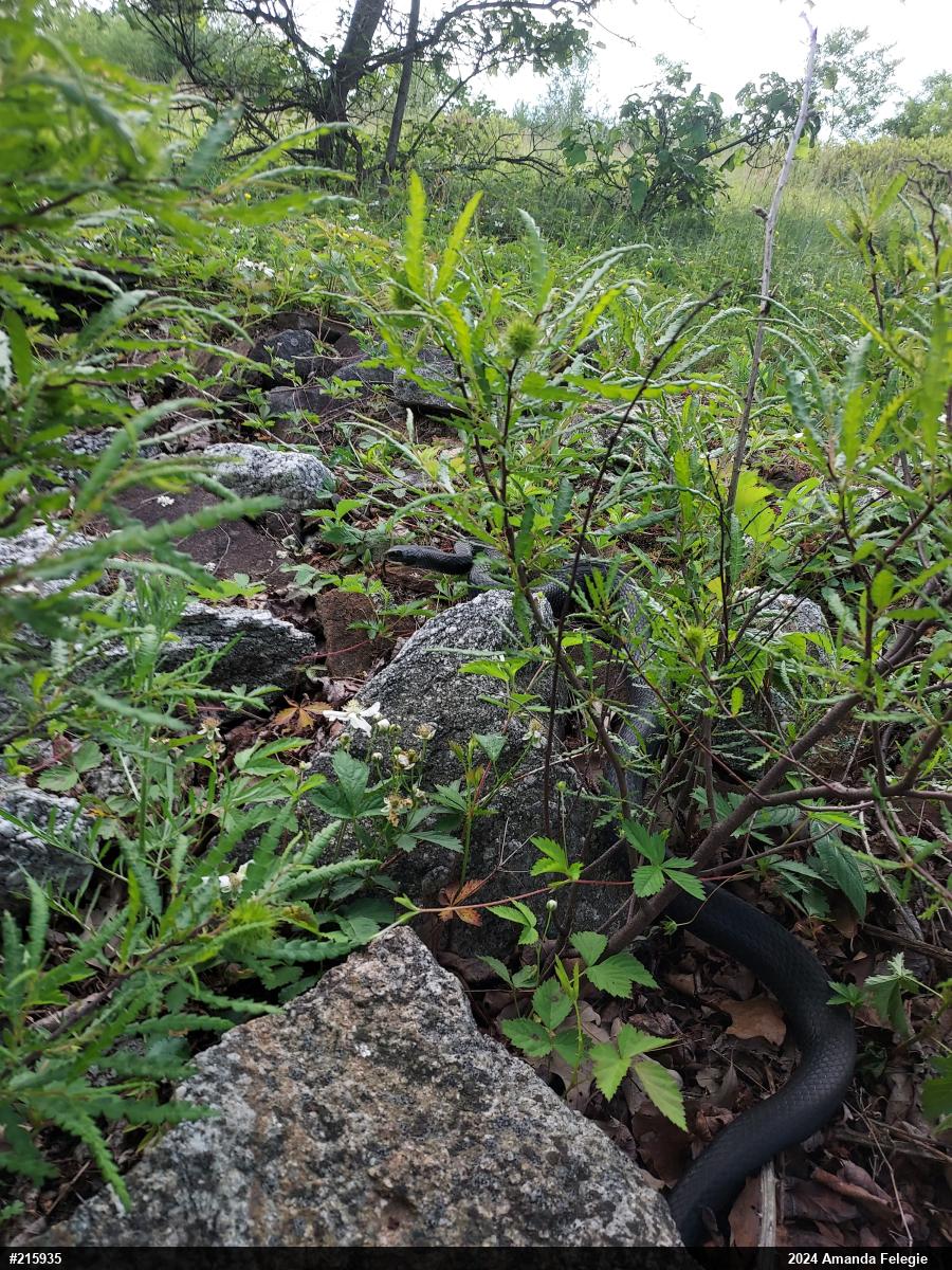 Northern Black Racer